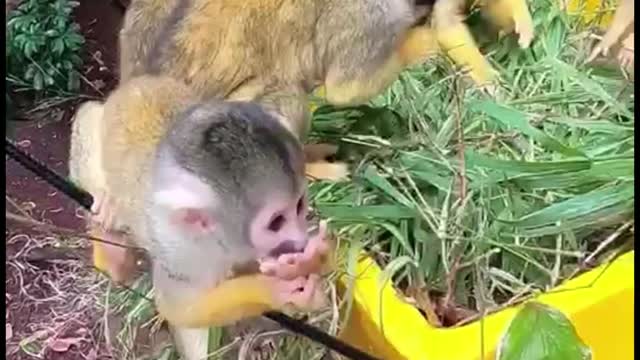 Why do these monkeys have black mouths?