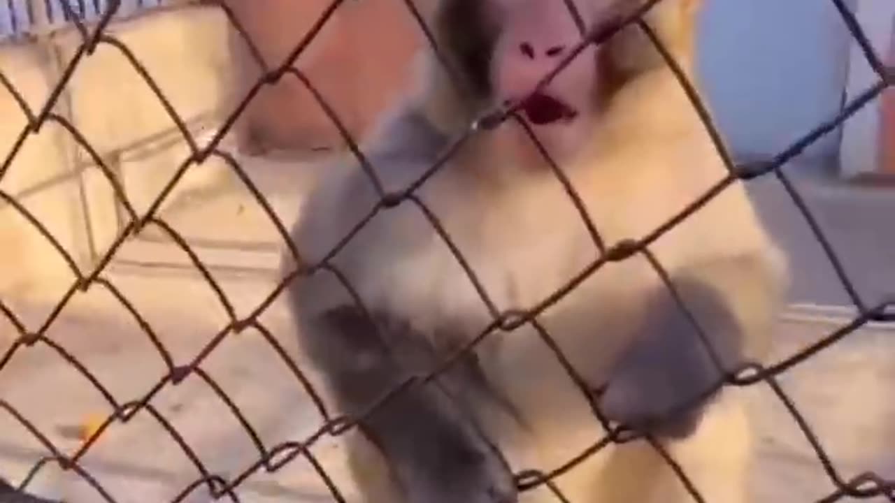 Funny monkey