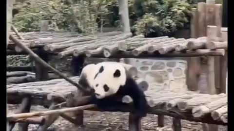 Panda is so cute, so naughty,