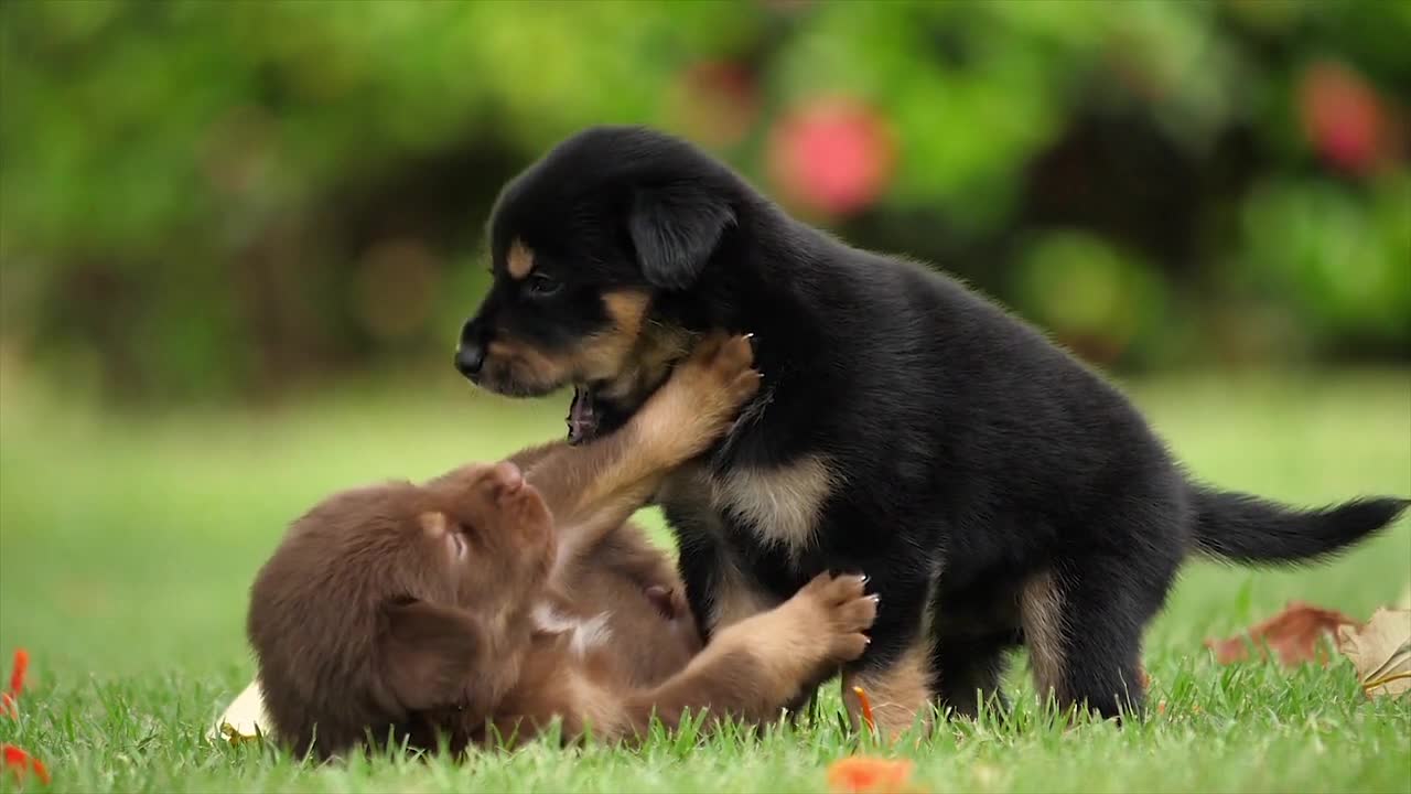 caused by dogs