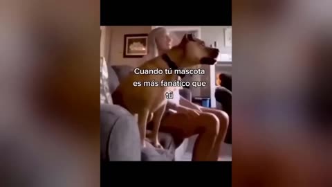 Funny Pets Unleashed: Non-Stop Laughs for You
