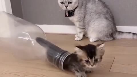 Amazing funny cat