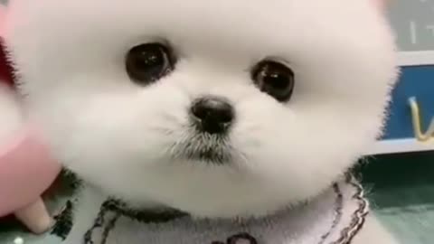 Cute dog animals