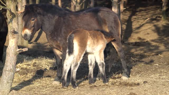 Wild HORSE - Relax in Nature