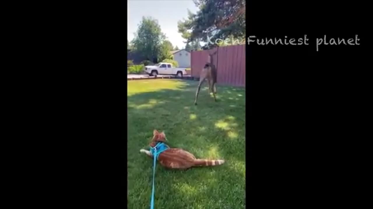 Funny Dog videos