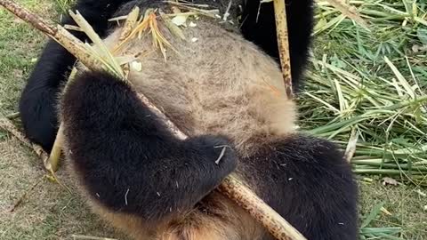 Giant panda Kangkang this little foot