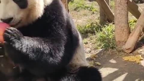 It's delicious that pandas like to eat apples as well as bamboo