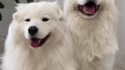 Funny Dogs from Tik Tok - Try not to laugh - Funny Dog - Funny Animals Life - Cute Dogs 😍😍😍