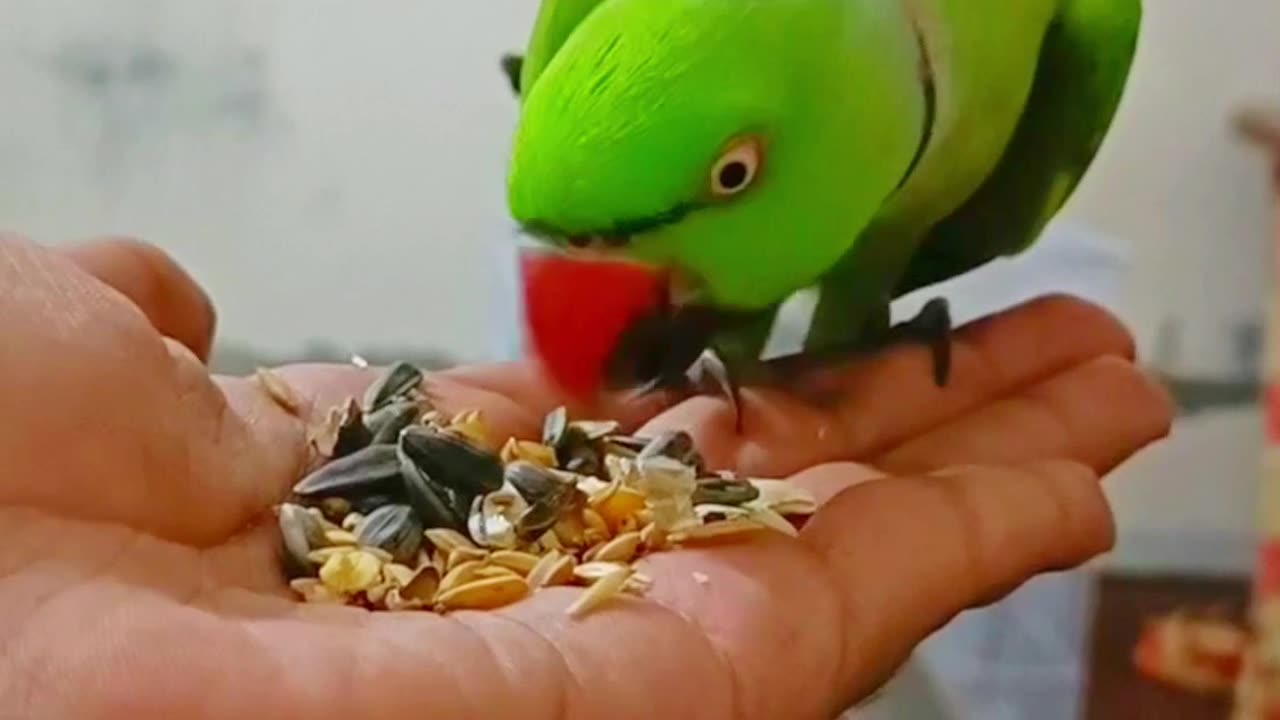 Cute Ringneck Parrot 😍😍