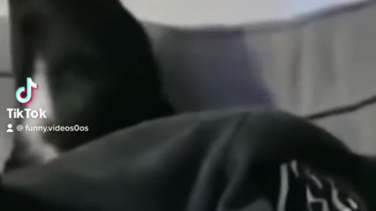 funny video