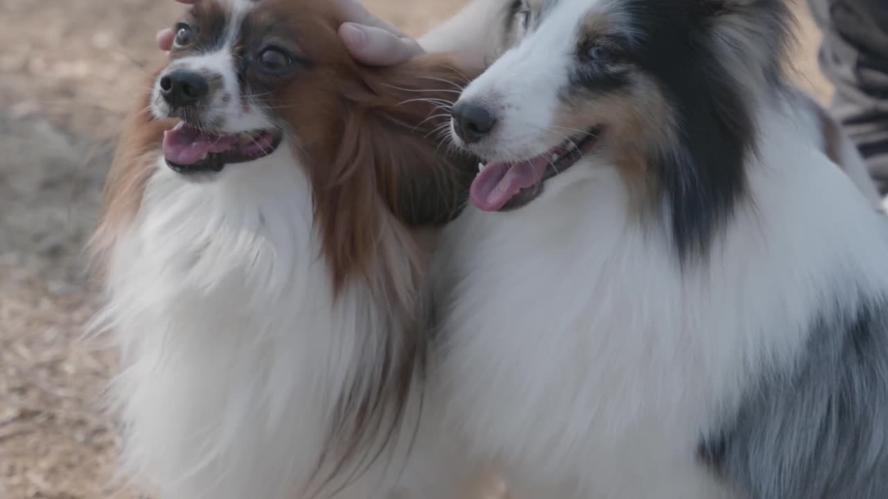 "How These Adorable Dogs Will Melt Your Heart: A Must-See Video for Dog Lovers!"