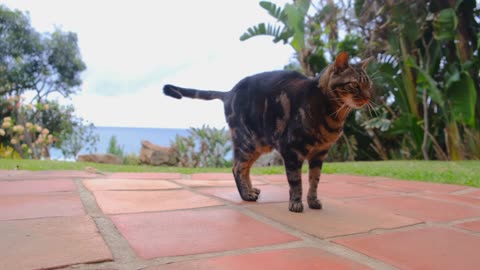 Amazing cat Video