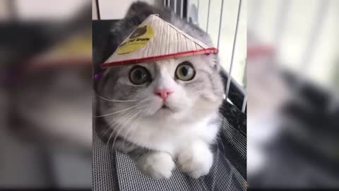 Baby cats-cute and funny