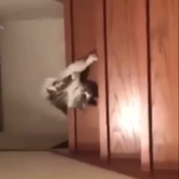 Lazzzzzy cat. It upstairs or downstairs. Tricky video. Optical illusions