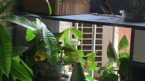 Sunny Happy Birds with their new home #shortvideo