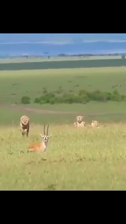cheetah running after its prey 😱😱😱