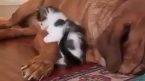 Funny Animal video