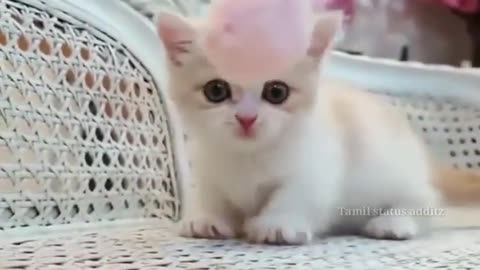 Cute Cat Reaction