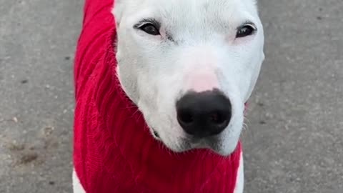 "Aww what a cute little doggy in a red sweater