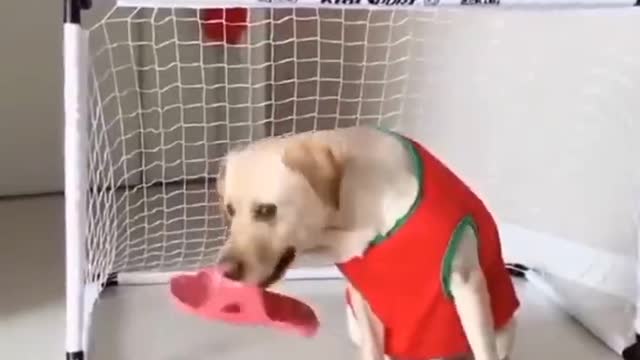 Dog funny video..dog fun