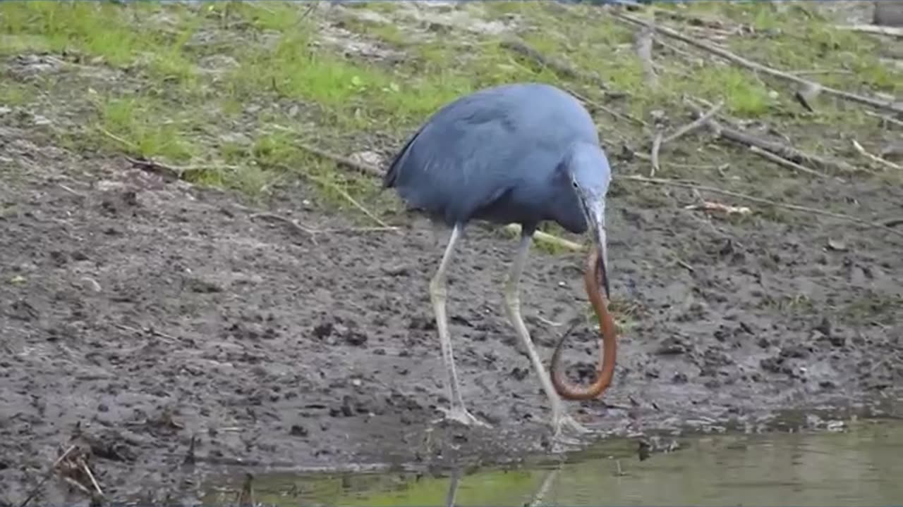 Little Blue Heron eating a Eel