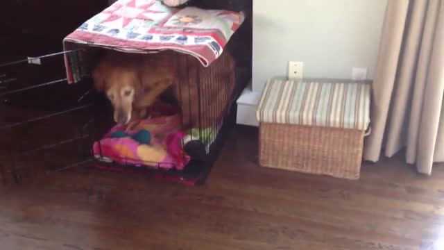 Clever Golden Retriever Cleans Up His Toys