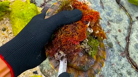 Lucky sea turtle were rescued in time to remove barnacles and the net clinging to the shell