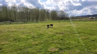 Rocky and Rosie play