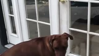 Dog opens door for herself and sister dog