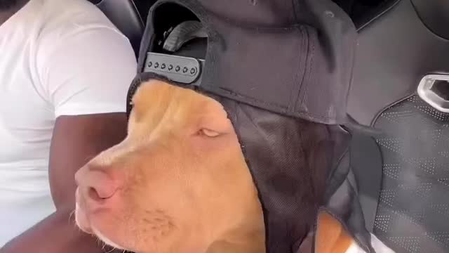 Gangster Hip-hop Dog