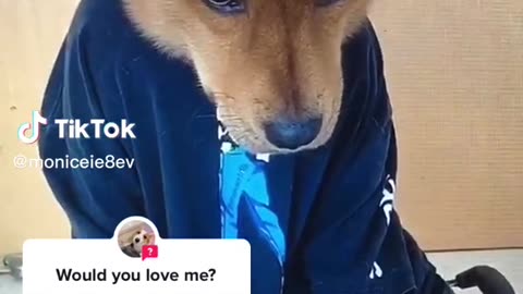 Dog says how like me