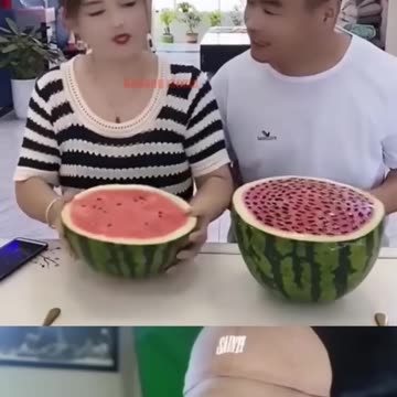 Monkey Tasting Jio Wire | #comedy #monkey #shorts #shortsfeed