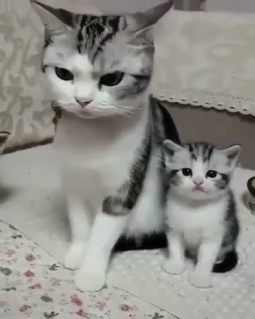 Cutie cat 😺|| cat 🐈 lover