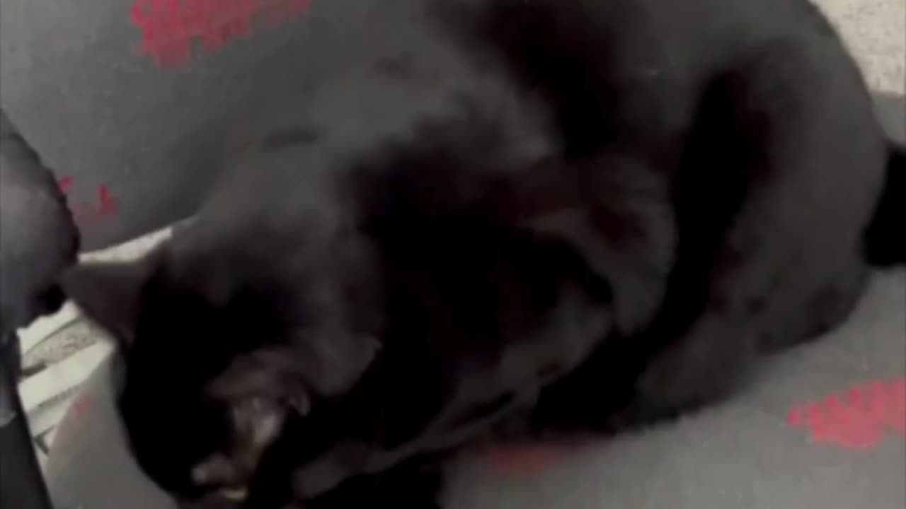 Adopting a Cat from a Shelter Vlog - Cute Precious Piper Shows How to Make a Modified Loaf #shorts