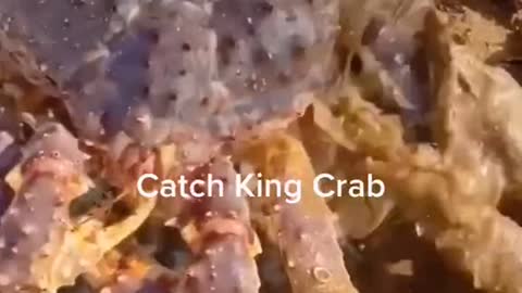 Giant King Crab