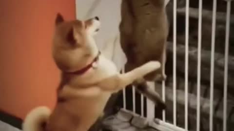 Fat cat trying to escape funny