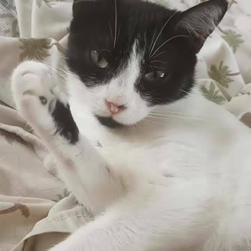 Meme's video to Guru