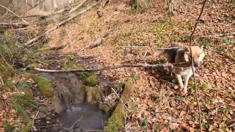 World's most dangerous dog जर्मन शेफर्ड #shotvideo //part - 1
