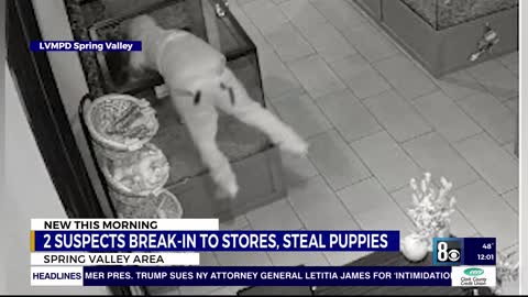 Puppies stolen from Las Vegas pet stores, police release photos