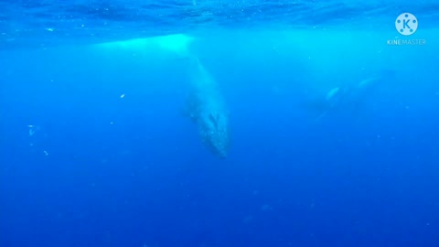 Pod of humpback whales swim under surprised swimmers in Tonga