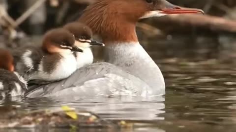 RESPECT FOR ANIMALS BEAUTIFUL VIDEO