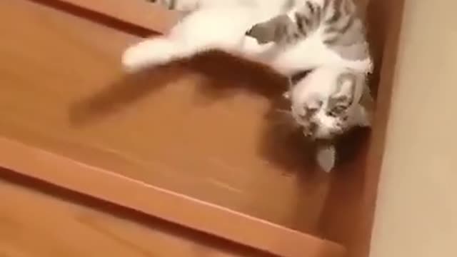 Lazy Cat