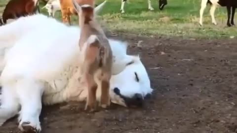 Funny animals video #shorts#funnyfail #animal