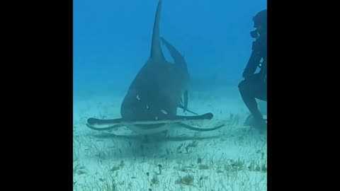 Hammerhead Shark pass