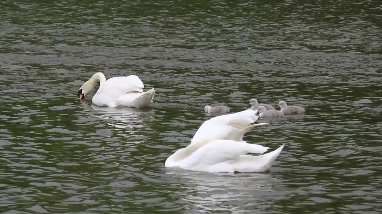 Beautiful swans swimming in a lake