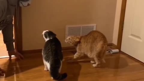 Funny cats