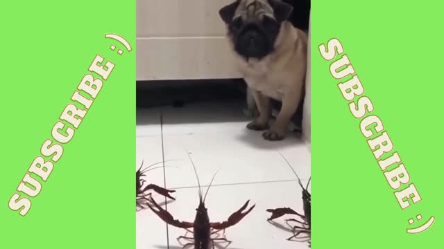Dog is intimidated by lobsters