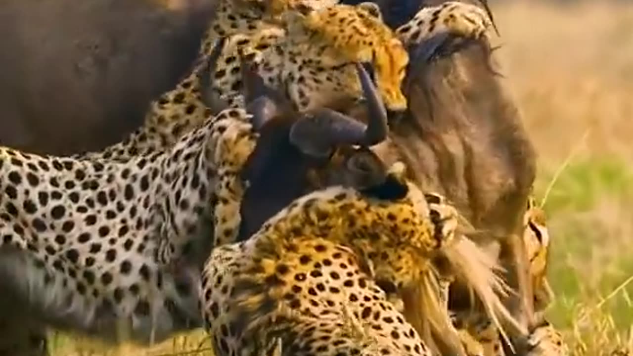 Lion catch cow real network video