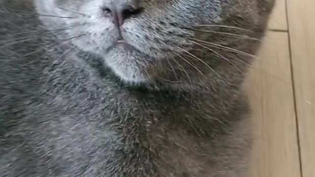 Today's Episode with Cat 🐱🐱🐱