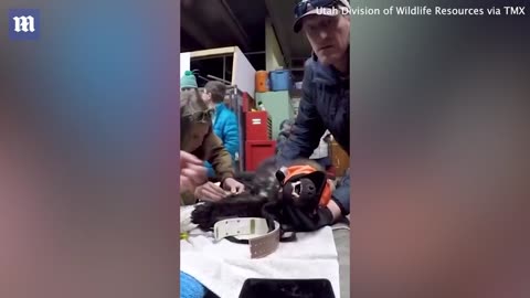 WOLVERINE SPOTTED IN CALIFORNIA